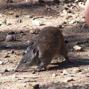Southern Brown Bandicoot