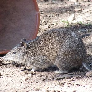 Southern Brown Bandicoot
