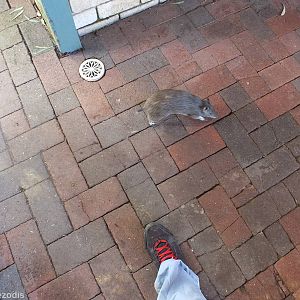 Very Brazen Southern Brown Bandicoot