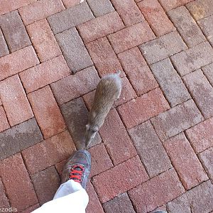 Southern Brown Bandicoot Investigates my Shoe!