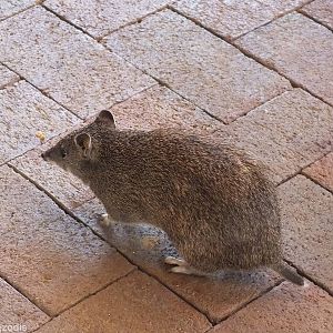 Southern Brown Bandicoot