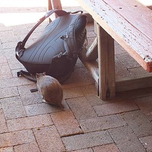 Southern Brown Bandicoot Investigates my Bag