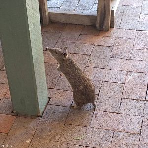 Very Brazen Southern Brown Bandicoot