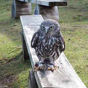 Barking Owl - O'Reilly's Rainforest Retreat Bird-of-prey Show