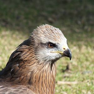 Black Kite Closeup - O'Reilly's Rainforest Retreat Bird-of-prey Show
