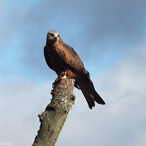 Black Kite - O'Reilly's Rainforest Retreat Bird-of-prey Show