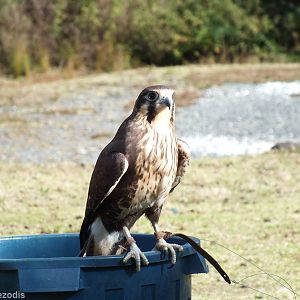 Brown Falcon - O'Reilly's Rainforest Retreat Bird-of-prey Show