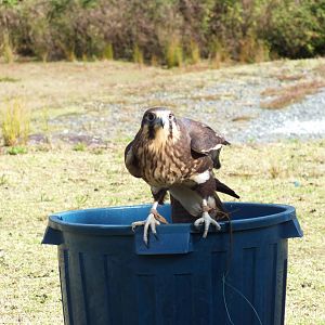 Brown Falcon - O'Reilly's Rainforest Retreat Bird-of-prey Show