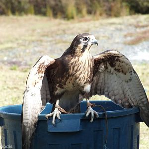 Brown Falcon - O'Reilly's Rainforest Retreat Bird-of-prey Show