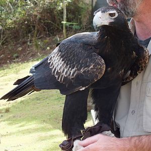 Wedge-tailed Eagle - O'Reilly's Rainforest Retreat Bird-of-prey Show