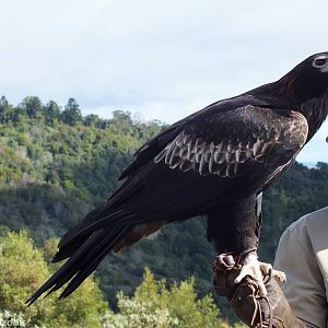 Wedge-tailed Eagle - O'Reilly's Rainforest Retreat Bird-of-prey Show
