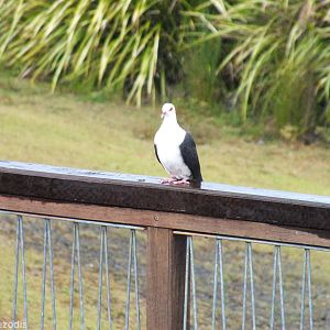White-headed Pigeon - Lamington National Park