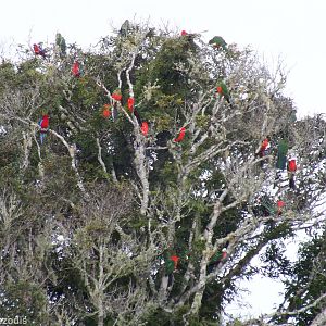 Tree Full of King Parrots and Crimson Rosellas - Lamington National Park