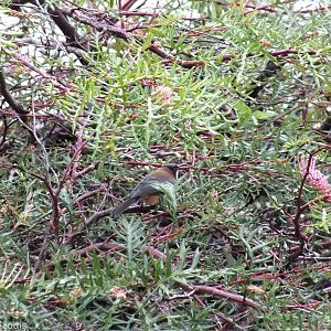 Eastern Spinebill - Lamington National Park