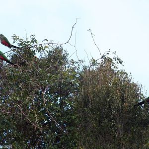 King Parrots - Lamington National Park