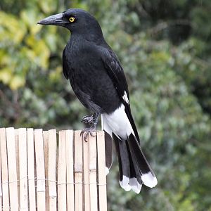 Pied Currawong With Injured Foot - Lamington National Park