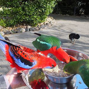 Wild Parrot Feeding - Lamington National Park