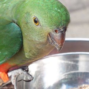 Female King Parrot - Lamington National Park