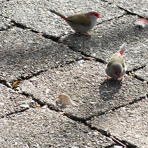 Red-browed Finches - Lamington National Park
