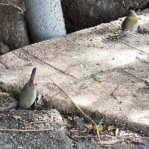 Red-browed Finches - Lamington National Park