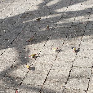 Red-browed Finches - Lamington National Park
