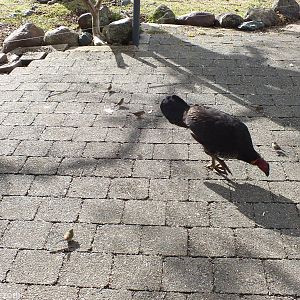 Red-browed Finches and Brush Turkey- Lamington National Park