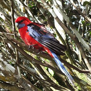 Crimson Rosella - Lamington National Park