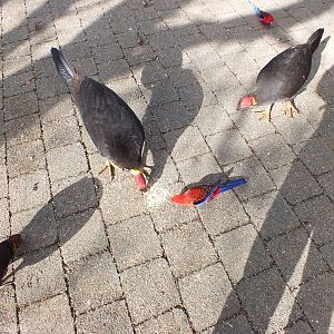 Brush Turkeys, Crimson Rosellas, and Red-browed Finches - Lamington Nationa