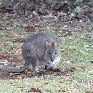 Red-necked Pademelon - Lamington National Park