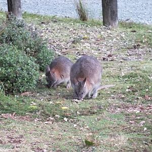 Red-necked Pademelons - Lamington National Park