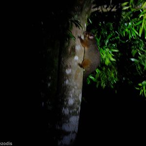 Common Ringtail Possum - Lamington National Park