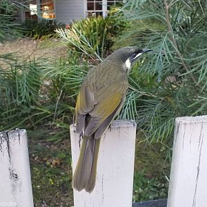 Lewin's Honeyeater - Lamington National Park
