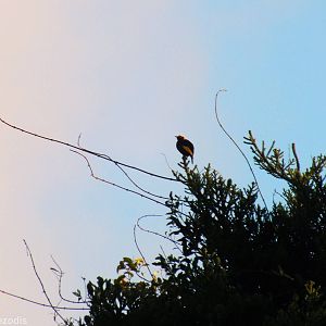 Regent Bowerbird - Lamington National Park