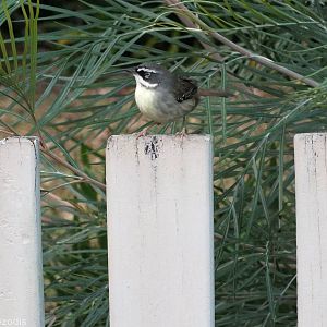 White-browed Scrubwren - Lamington National Park