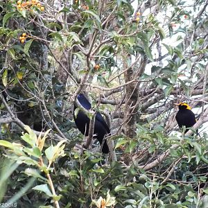 Regent and Satin Bowerbirds - Lamington National Park