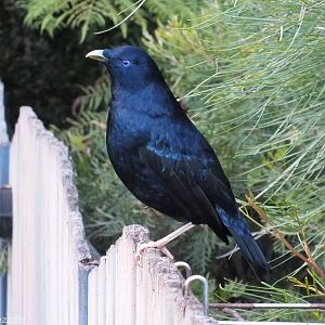 Satin Bowerbird - Lamington National Park