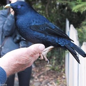 Satin Bowerbird Being Hand Fed - Lamington National Park