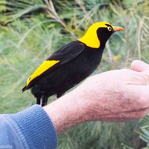 Regent Bowerbird Being Hand Fed - Lamington National Park