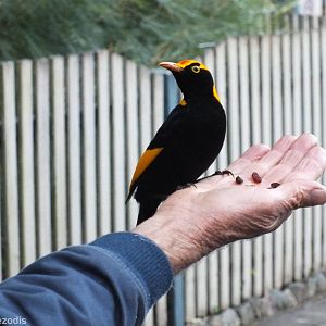 Regent Bowerbird Being Hand Fed - Lamington National Park