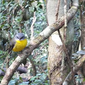Eastern Yellow Robin - Lamington National Park