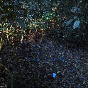 Satin Bowerbird Bower - Lamington National Park