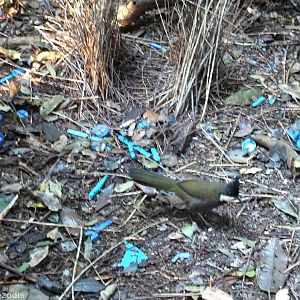 Bowerbird Imposter! (Eastern Whipbird) - Lamington National Park