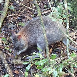 Red-necked Pademelon - Lamington National Park