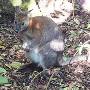 Red-necked Pademelon  - Lamington National Park