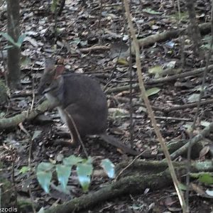 Red-legged Pademelon - Lamington National Park