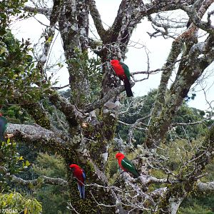 King Parrots - Lamington National Park