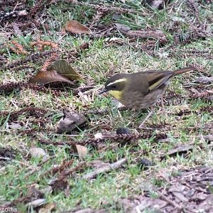 Yellow-throated Scrubwren - Lamington National Park