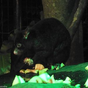 Short-eared Brushtail Possum (all black morph) - Lamington National Park