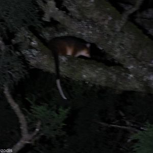 Common Ringtail Possum - Lamington National Park