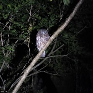 Southern Boobook - Lamington National Park
